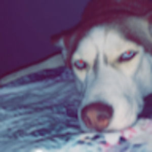 Meet your Posher, Bailey